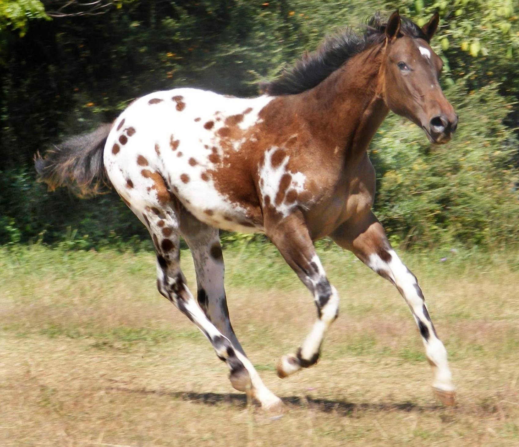 Leopard Rock Sport Horse Appaloosas